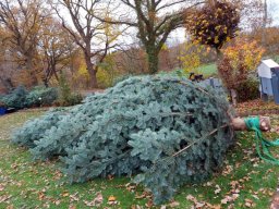 Weihnachtsbaum schmücken 2021