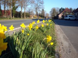 Westerholter Blumenmeer 2022